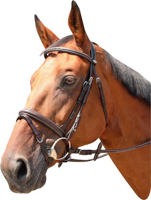 Bridle "Marysville" 10238