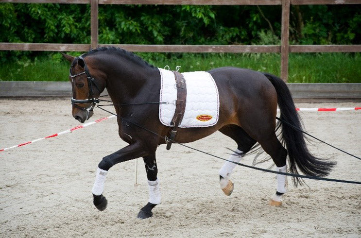 Lunging and flatwork